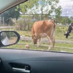 WhatsApp Image 2025-09-29 at 15.25.54 (1)