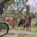 WhatsApp Image 2025-09-29 at 15.25.54